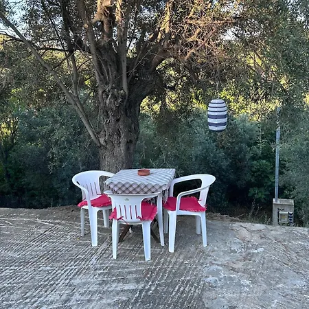 Anna's Olive Grove